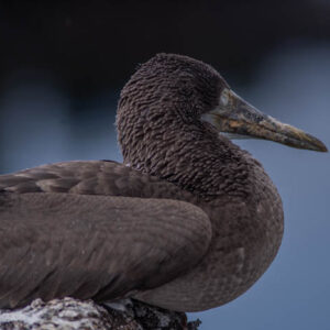 close up blue footed booby chick with closed eyes isabela island galapagos 3