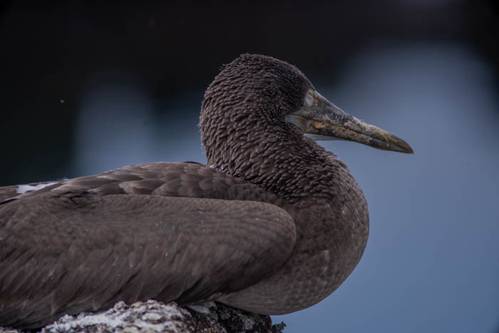 close up blue footed booby chick with closed eyes isabela island galapagos 3