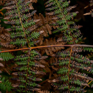 close up of brown and green fern leaves