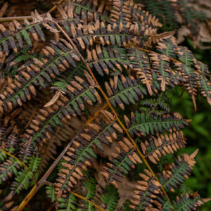 close up of fern leaves