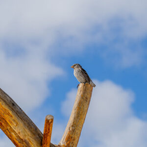 close up of finch on wood