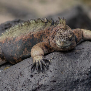 close up of iguana face on pink toned rock 1