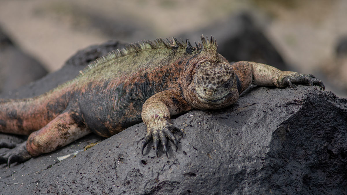 close up of iguana face on pink toned rock 1