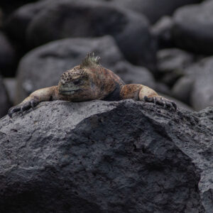 close up of iguana face on pink toned rock 2