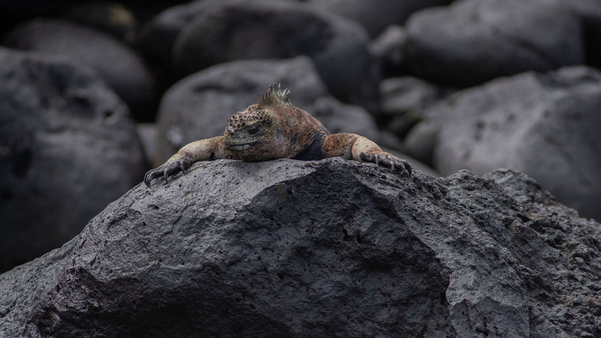 close up of iguana face on pink toned rock 2