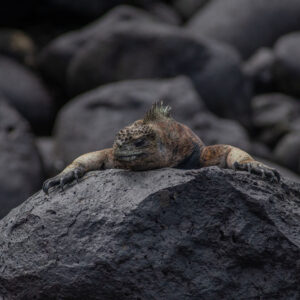 close up of iguana face on pink toned rock 3