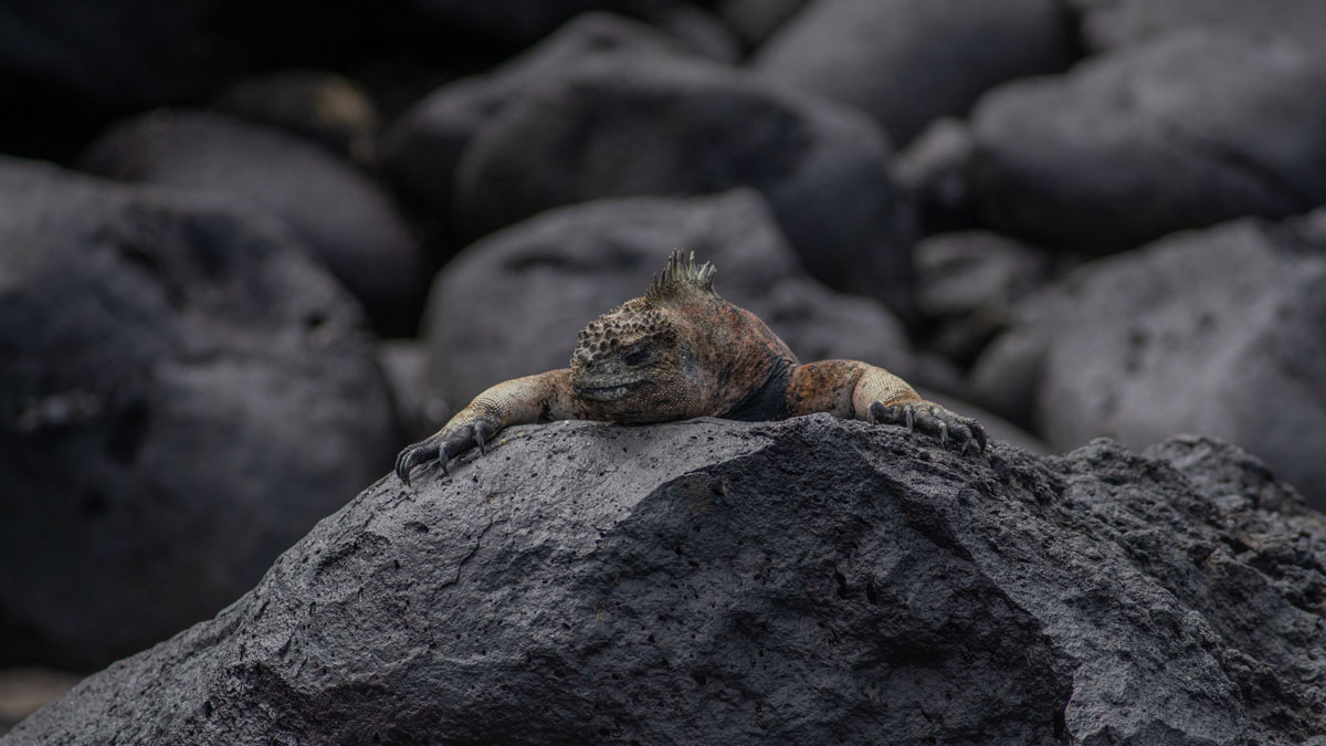 close up of iguana face on pink toned rock 3