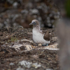 female blue footed booby on nest with egg isabela island galapagos 2