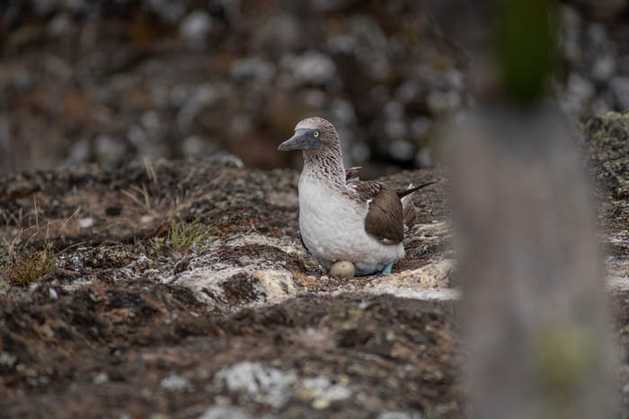 female blue footed booby on nest with egg isabela island galapagos 2