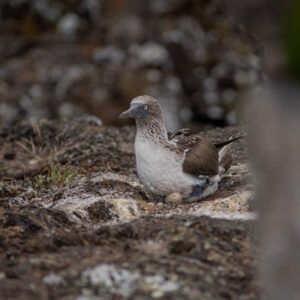 female blue footed booby on nest with egg isabela island galapagos 3