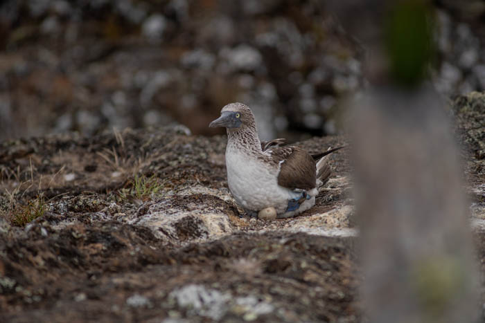 female blue footed booby on nest with egg isabela island galapagos 3
