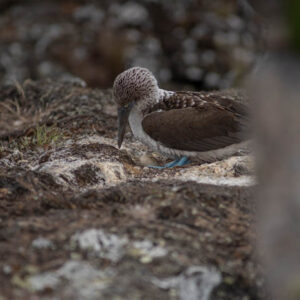 female blue footed booby on nest with egg isabela island galapagos 4