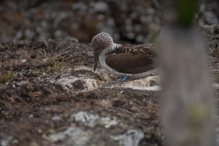 female blue footed booby on nest with egg isabela island galapagos 4