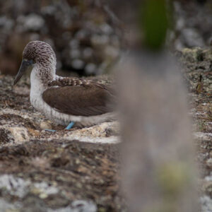 female blue footed booby on nest with egg isabela island galapagos 5