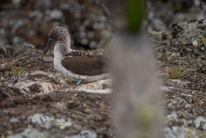 female blue footed booby on nest with egg isabela island galapagos 5