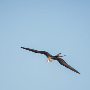 female frigatebird flying san cristobal island galapagos