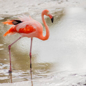 flamingos isabela island galapagos 1