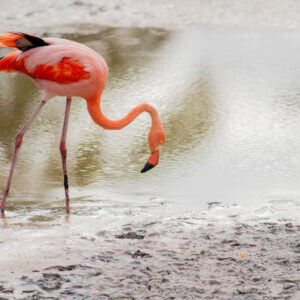 flamingos isabela island galapagos 4