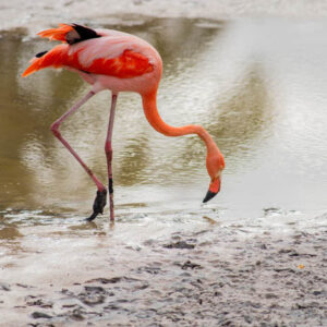 flamingos isabela island galapagos 5