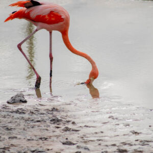flamingos isabela island galapagos 7