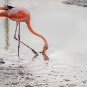 flamingos isabela island galapagos 8