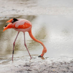 flamingos with beaks in water isabela island galapagos