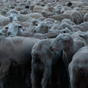 flock of shorn sheep