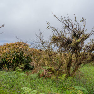 flora at volcanic summit san cristobal island san cristobal island galapagos