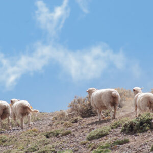 four sheep with their backs to the camera