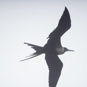 frigatebird against the sky san cristobal island galapagos