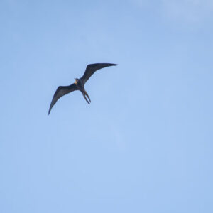 frigatebird flying across sky 1 san cristobal island galapagos