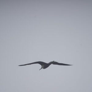 frigatebird flying san cristobal island galapagos