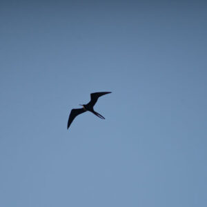 frigatebird flying in sky san cristobal island galapagos