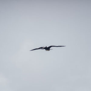 frigatebird flying in sky wide shot san cristobal island galapagos