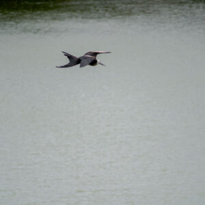 frigatebird flying over lagoon san cristobal island galapagos