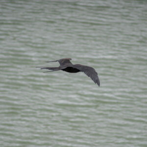 frigatebird flying over lagoon water 1 san cristobal island galapagos