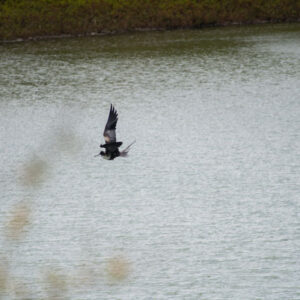 frigatebird flying over lagoon wide shot san cristobal island galapagos