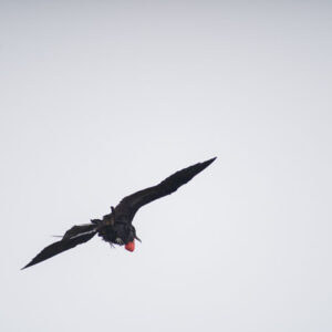 frigatebird flying with red throat pouch 1 san cristobal island galapagos