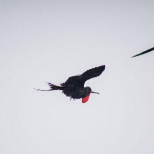 frigatebird flying with red throat pouch 3 san cristobal island galapagos