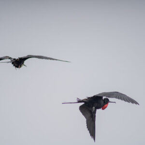 frigatebird flying with red throat pouch 4 san cristobal island galapagos