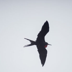 frigatebird flying with red throat pouch close view san cristobal island galapagos
