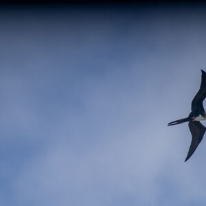 frigatebird in flight seen from below san cristobal island galapagos