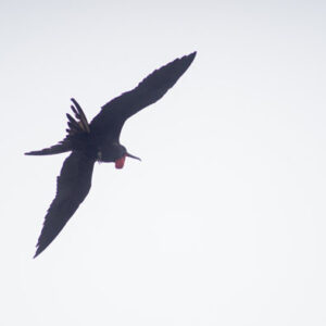 frigatebird with red throat pouch 2 san cristobal island galapagos