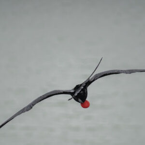frigatebird with red throat pouch flying seen from behind san cristobal island galapagos