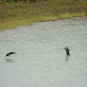 frigatebirds at volcanic lagoon 1 san cristobal island galapagos