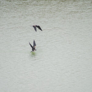 frigatebirds at volcanic lagoon 2 san cristobal island galapagos