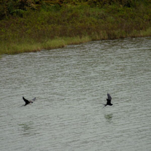 frigatebirds at volcanic lagoon 4 san cristobal island galapagos