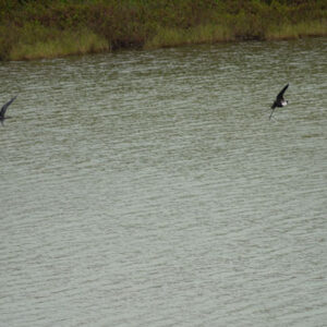 frigatebirds at volcanic lagoon 5 san cristobal island galapagos