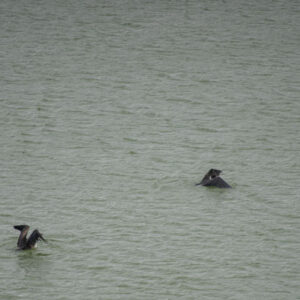 frigatebirds at volcanic lagoon 7 san cristobal island galapagos