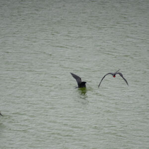 frigatebirds at volcanic lagoon 8 san cristobal island galapagos